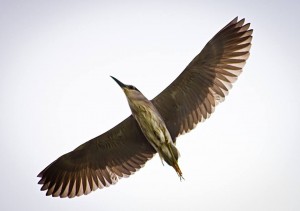 Black-crowned Night Heron